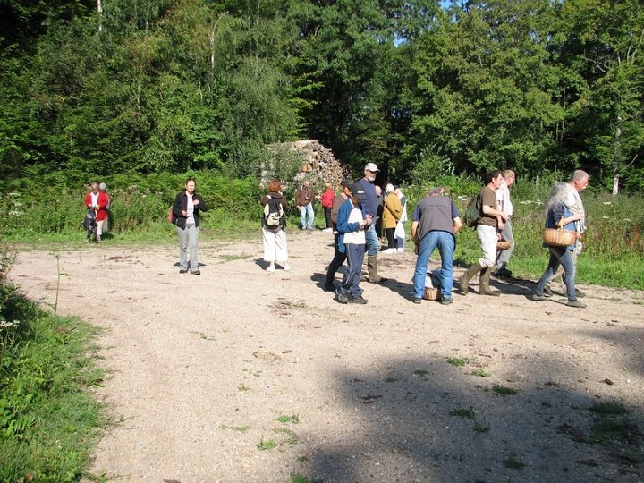 2011 07  Myco bois des Plainvaux 04